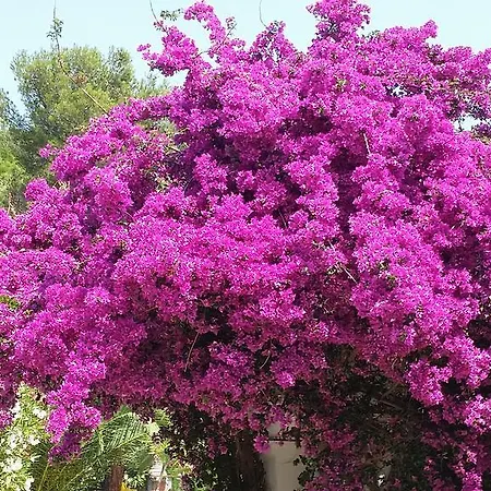 Provencale A Maxime, Golf De Saint Tropez *