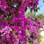 Provencale A Maxime, Golf De Saint Tropez סן-מקסים