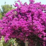 Provencale A Maxime, Golf De Saint Tropez *