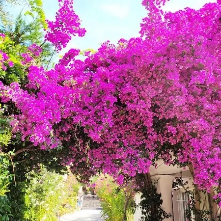 Provencale A Maxime, Golf De Saint Tropez Villa