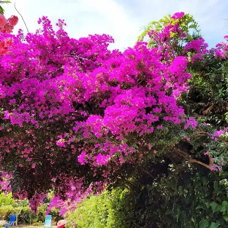 Provencale A Maxime, Golf De Saint Tropez *