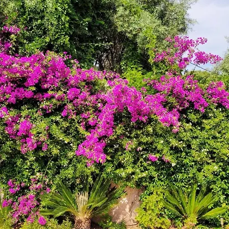 Provencale A Maxime, Golf De Saint Tropez