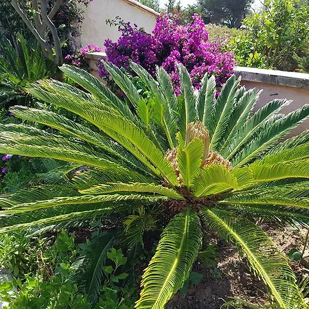 Provencale A Maxime, Golf De Saint Tropez Villa